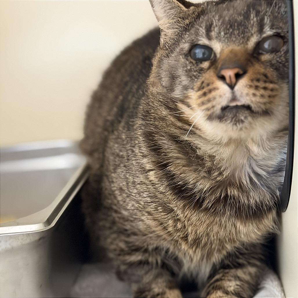 Enlarge Grand, a Adoptable Domestic Short Hair in Jacksonville, FL image 2/2