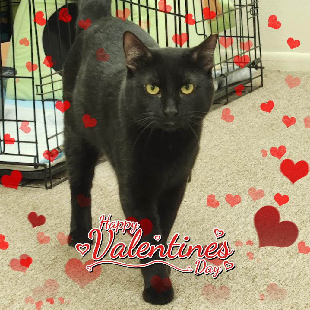 Nero, a Adoptable Domestic Short Hair in Tempe, AZ image 1/3