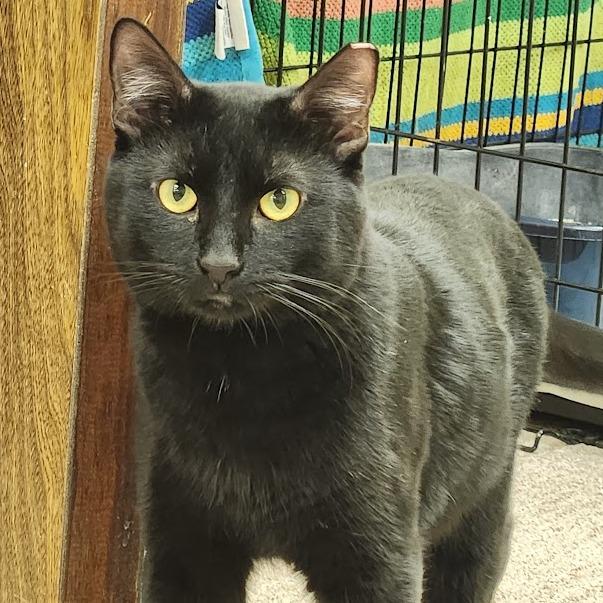 Nero, a Adoptable Domestic Short Hair in Tempe, AZ image 2/3