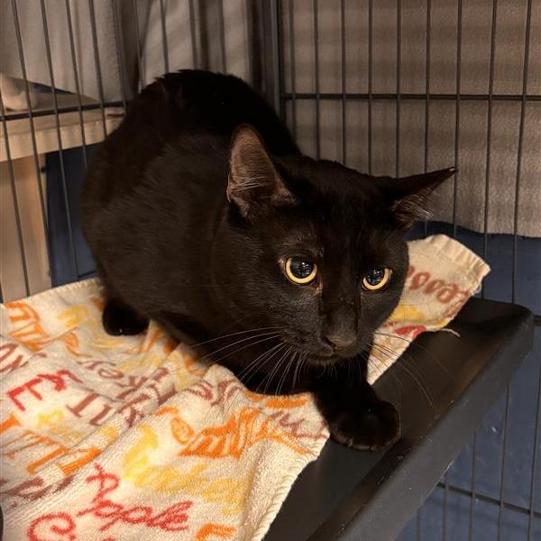 Nero, a Adoptable Domestic Short Hair in Tempe, AZ image 3/3