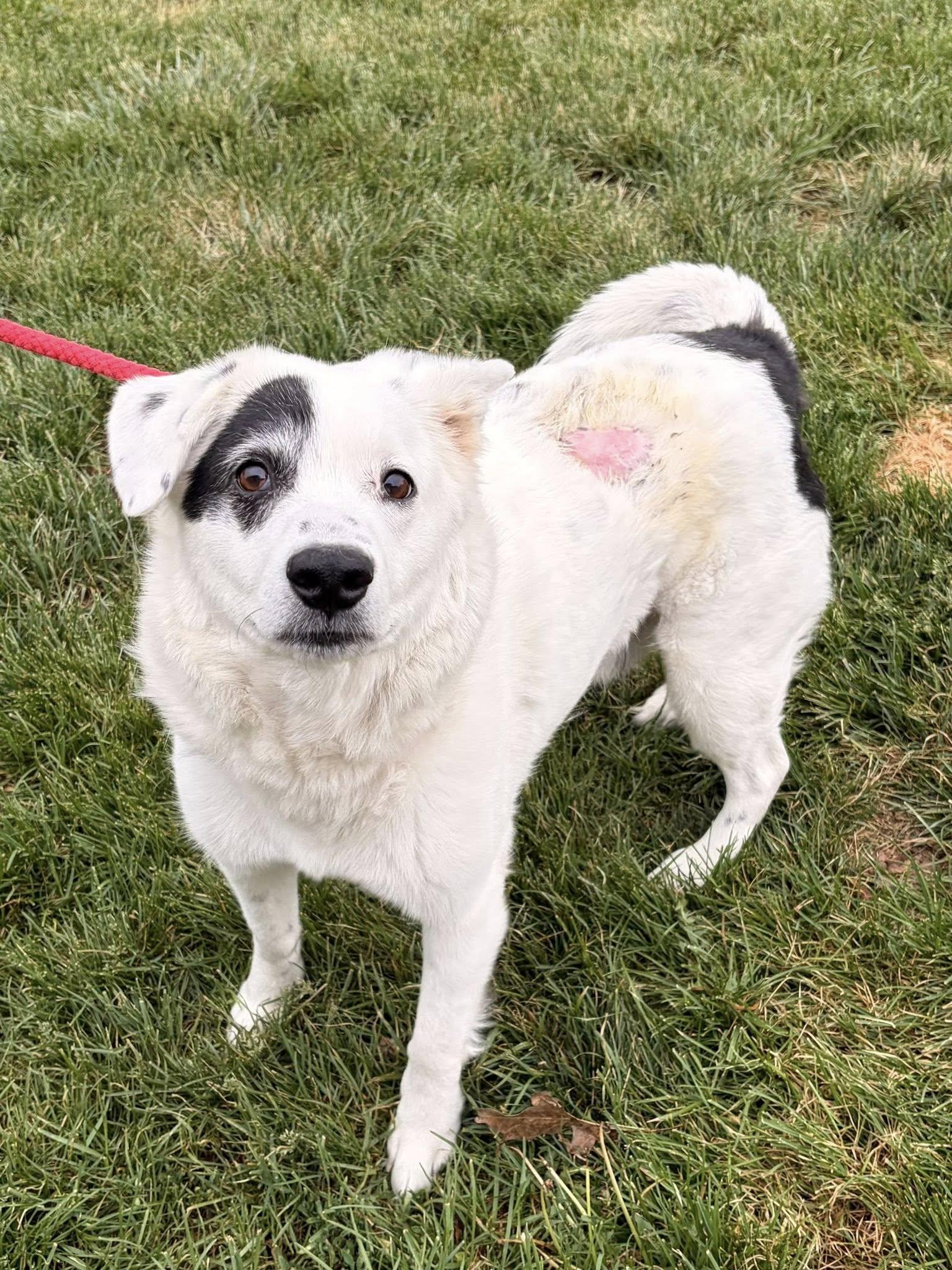 Enlarge Nash, an adoptable mixed breed in Winchester, VA image 2/5