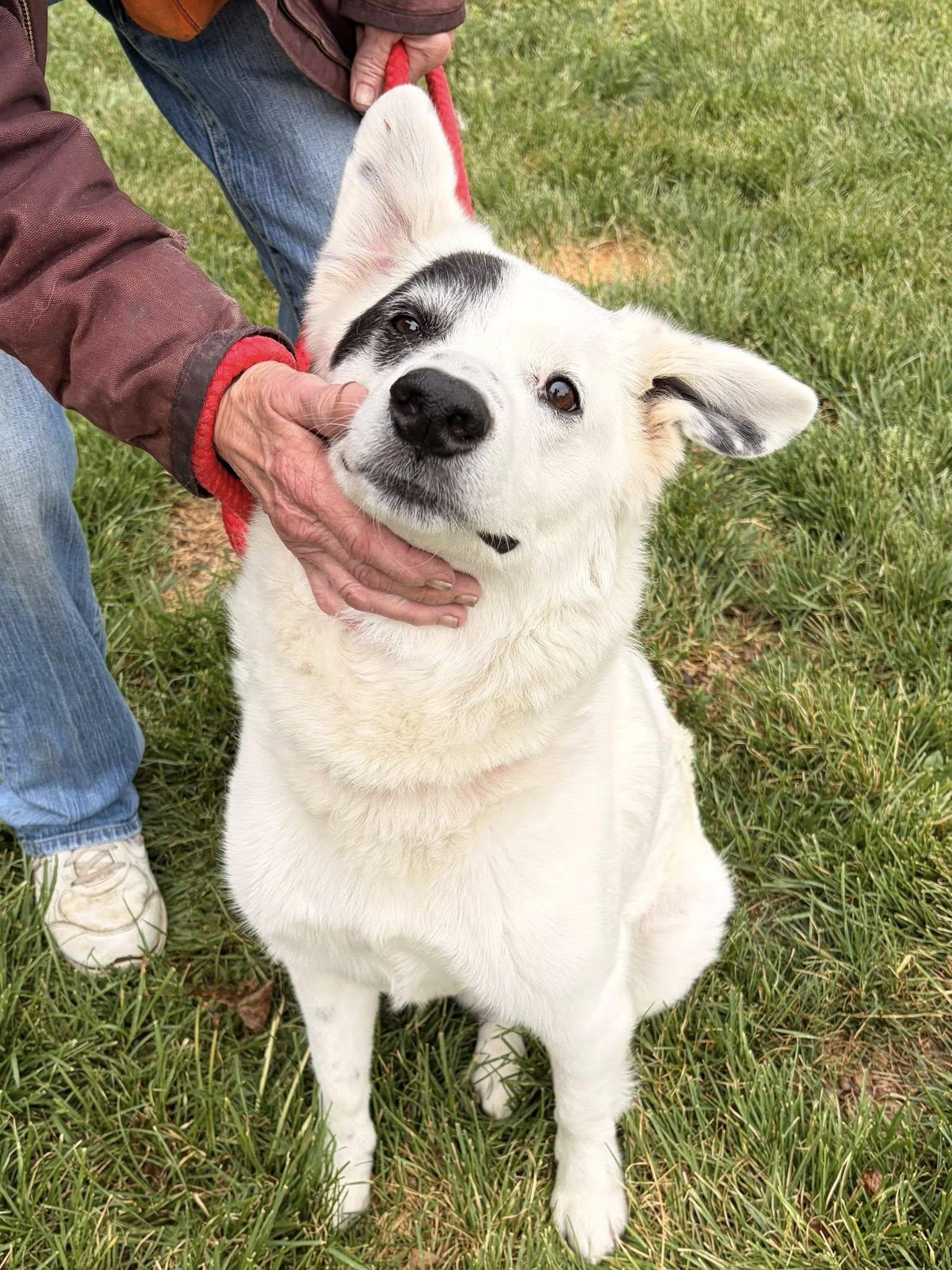 Enlarge Nash, an adoptable mixed breed in Winchester, VA image 3/5