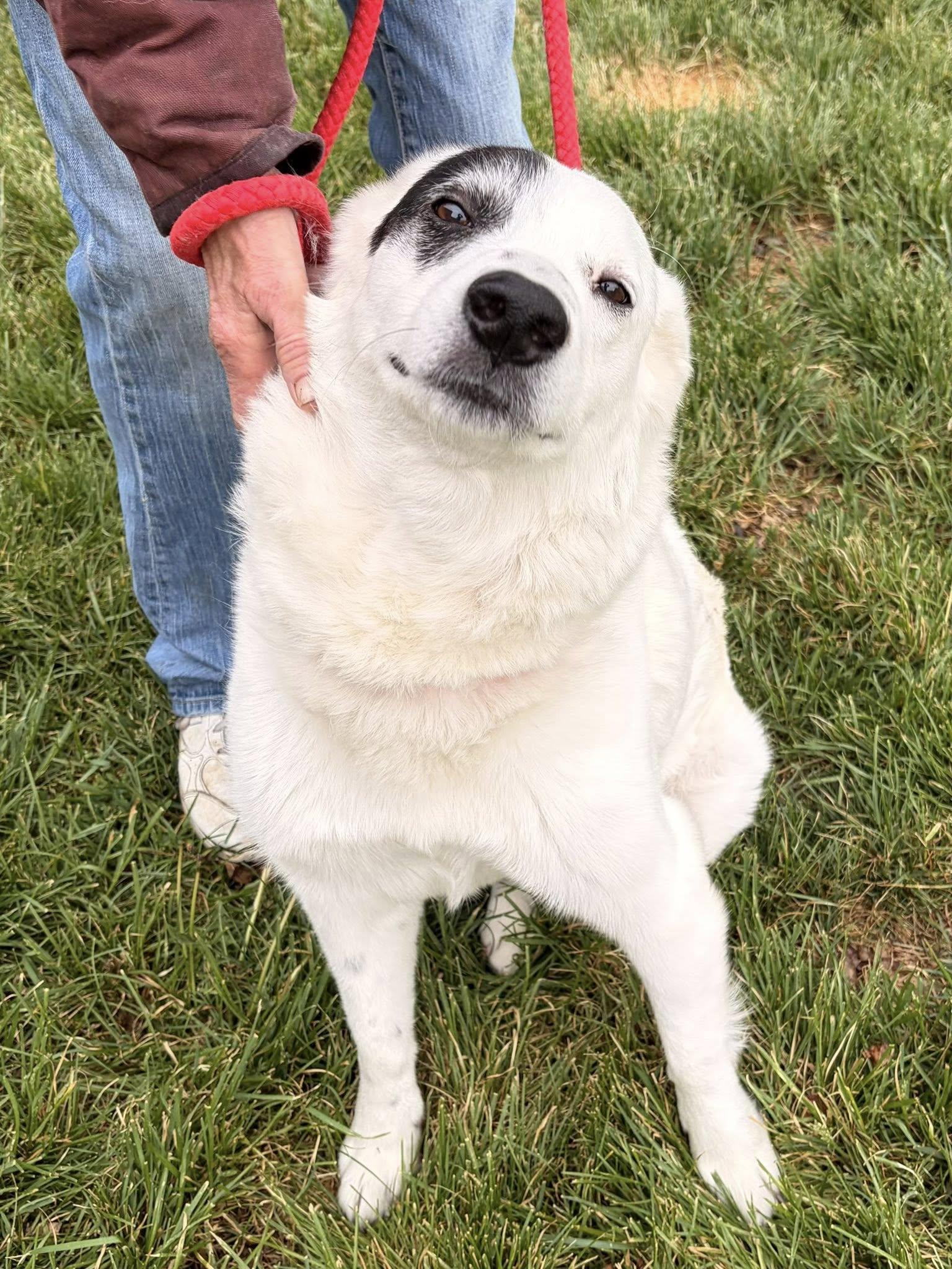 Enlarge Nash, an adoptable mixed breed in Winchester, VA image 4/5