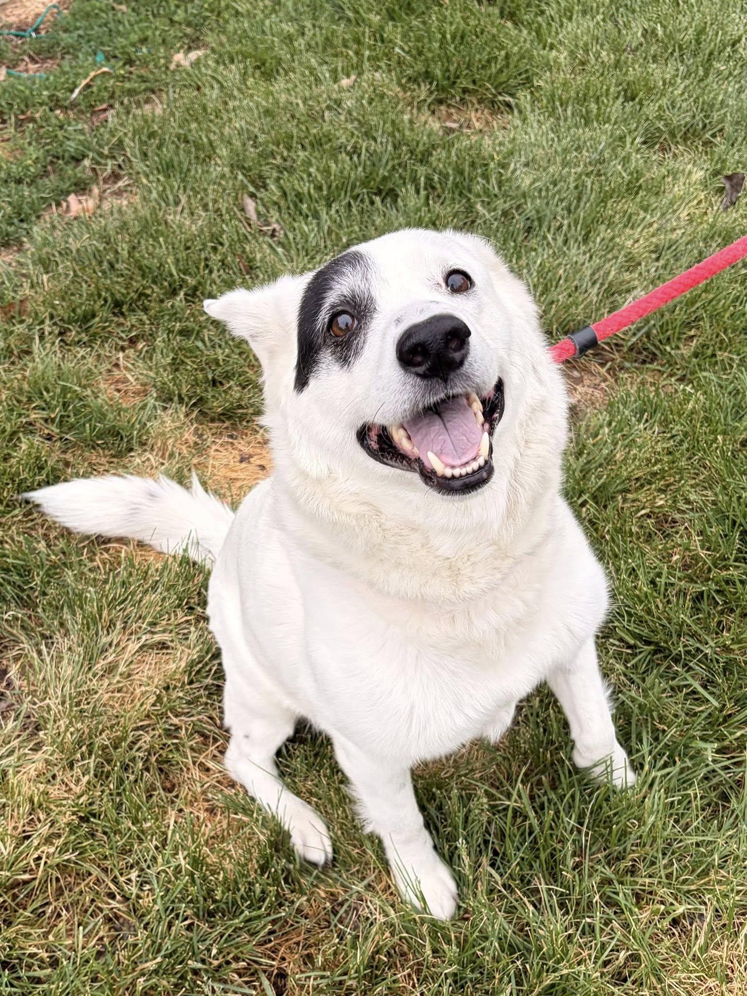 Enlarge Nash, an adoptable mixed breed in Winchester, VA image 5/5