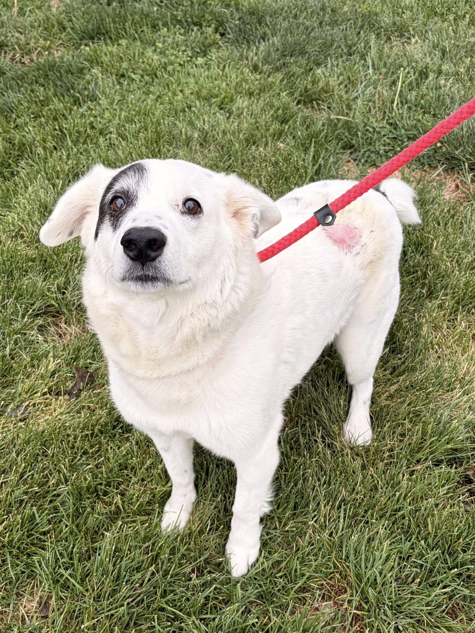 Nash, adoptable, Adult Male Australian Shepherd & Australian Cattle Dog / Blue Heeler.