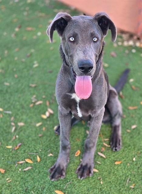 DUKE, Adoptable, Young Male Weimaraner & Mixed Breed.