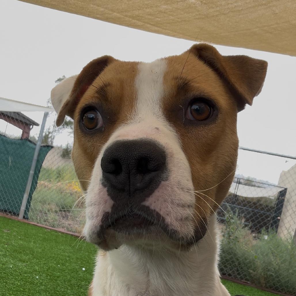 Enlarge Donut, a Adoptable mixed breed in Flagstaff, AZ image 1/4
