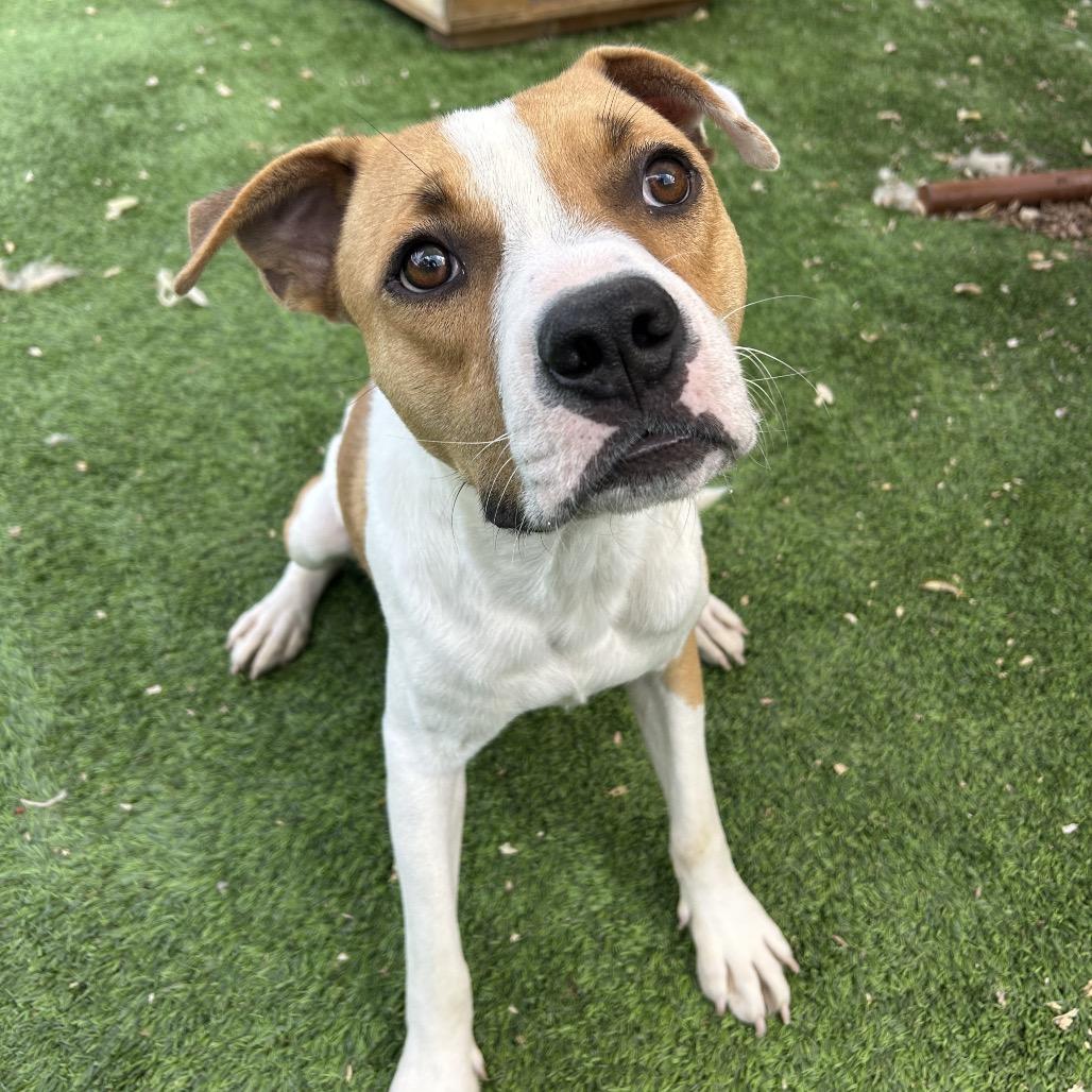 Enlarge Donut, a Adoptable mixed breed in Flagstaff, AZ image 2/4