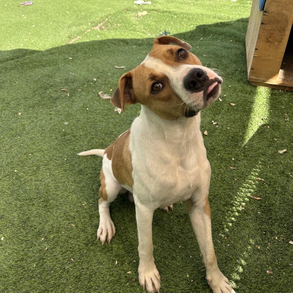 Enlarge Donut, a Adoptable mixed breed in Flagstaff, AZ image 3/4