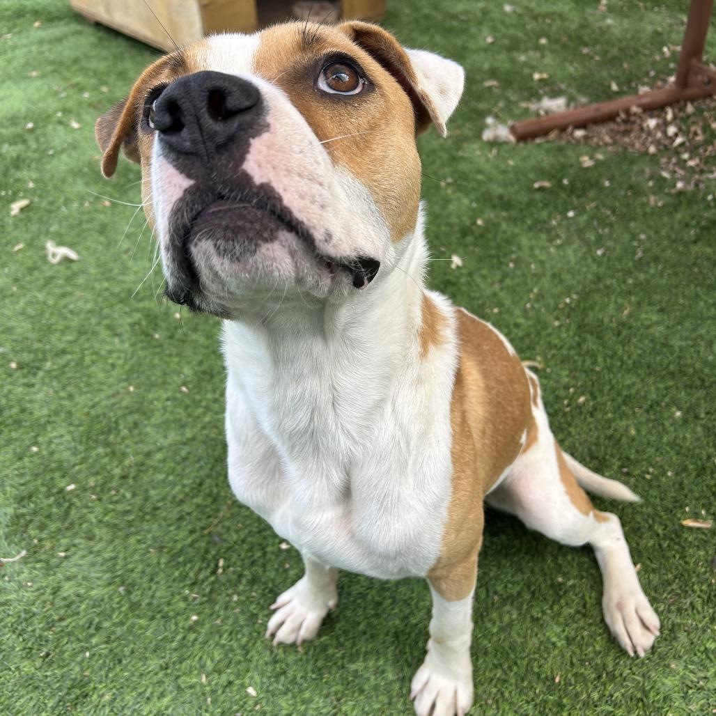 Enlarge Donut, a Adoptable mixed breed in Flagstaff, AZ image 4/4