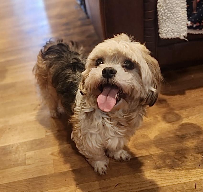 Lexi, adopted, Adult Female Shih Tzu.