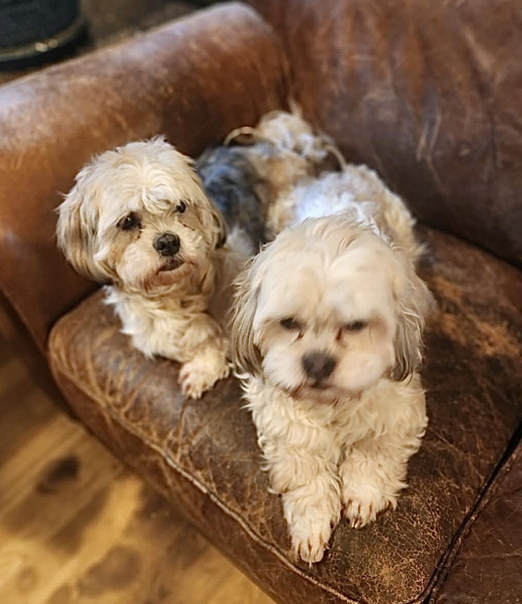 Enlarge Lexi, an adopted Shih Tzu in Puyallup, WA image 4/4