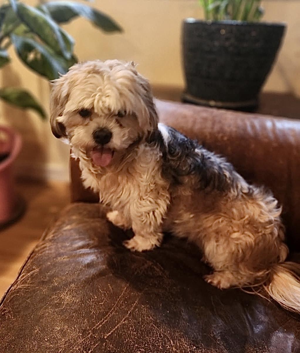 Enlarge Lexi, an adopted Shih Tzu in Puyallup, WA image 3/4