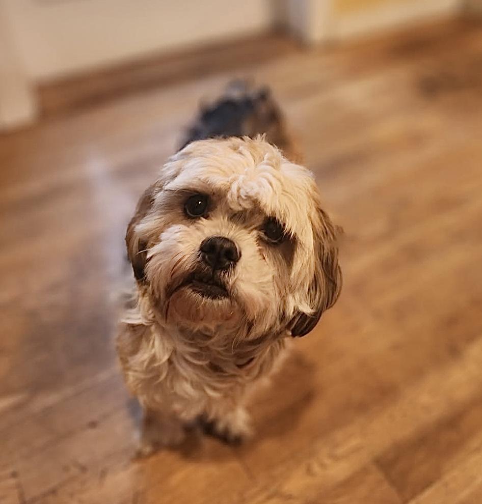 Enlarge Lexi, an adopted Shih Tzu in Puyallup, WA image 2/4