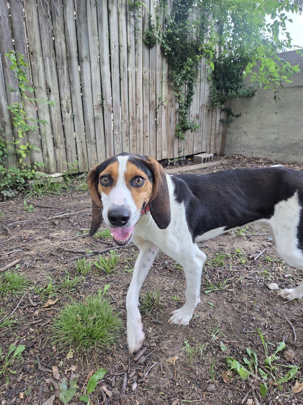 Enlarge Cash, a Adoptable Treeing Walker Coonhound in TULSA, OK image 1/3