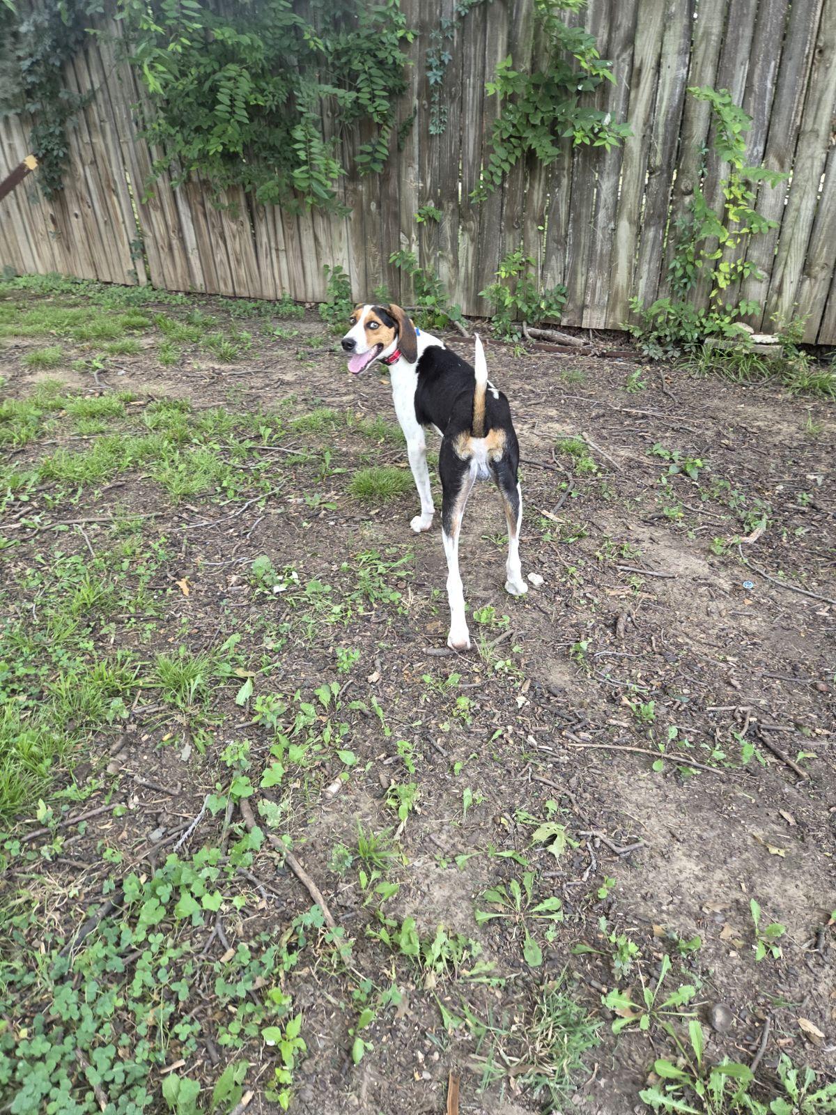 Enlarge Cash, a Adoptable Treeing Walker Coonhound in TULSA, OK image 2/3