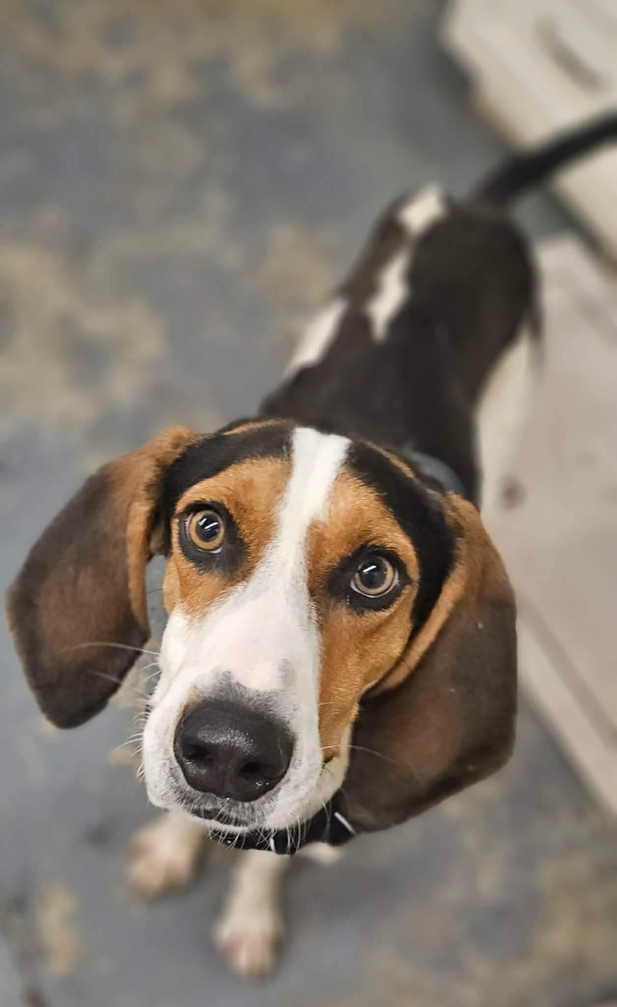 Enlarge Cash, a Adoptable Treeing Walker Coonhound in TULSA, OK image 3/3