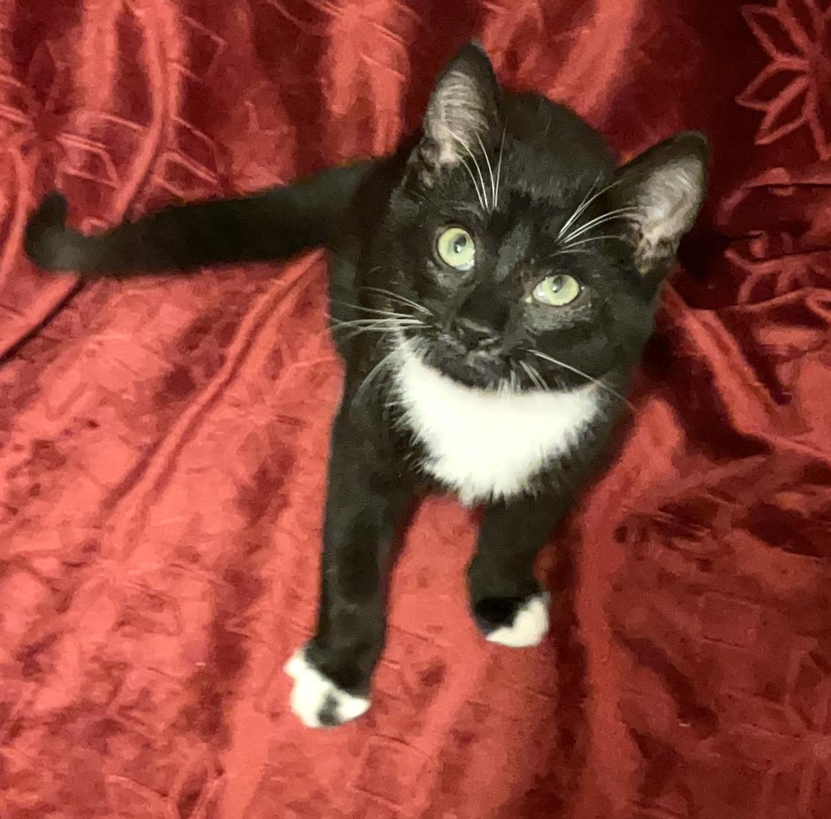 Ace, ADOPTABLE, Kitten Male Domestic Short Hair.