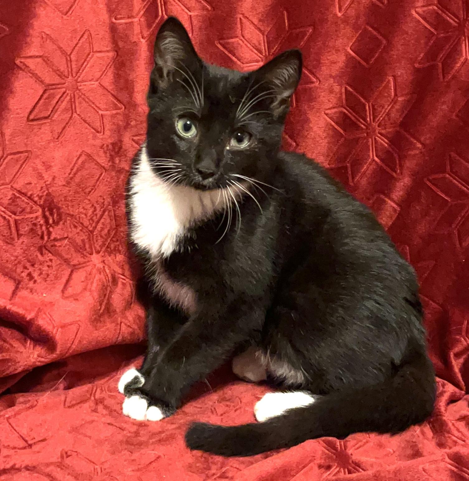 Enlarge Ace, a ADOPTABLE Domestic Short Hair in Columbia, SC image 2/5