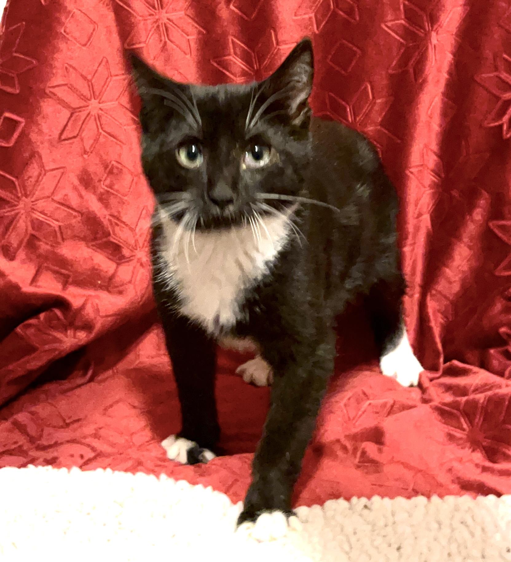 Enlarge Ace, a ADOPTABLE Domestic Short Hair in Columbia, SC image 3/5