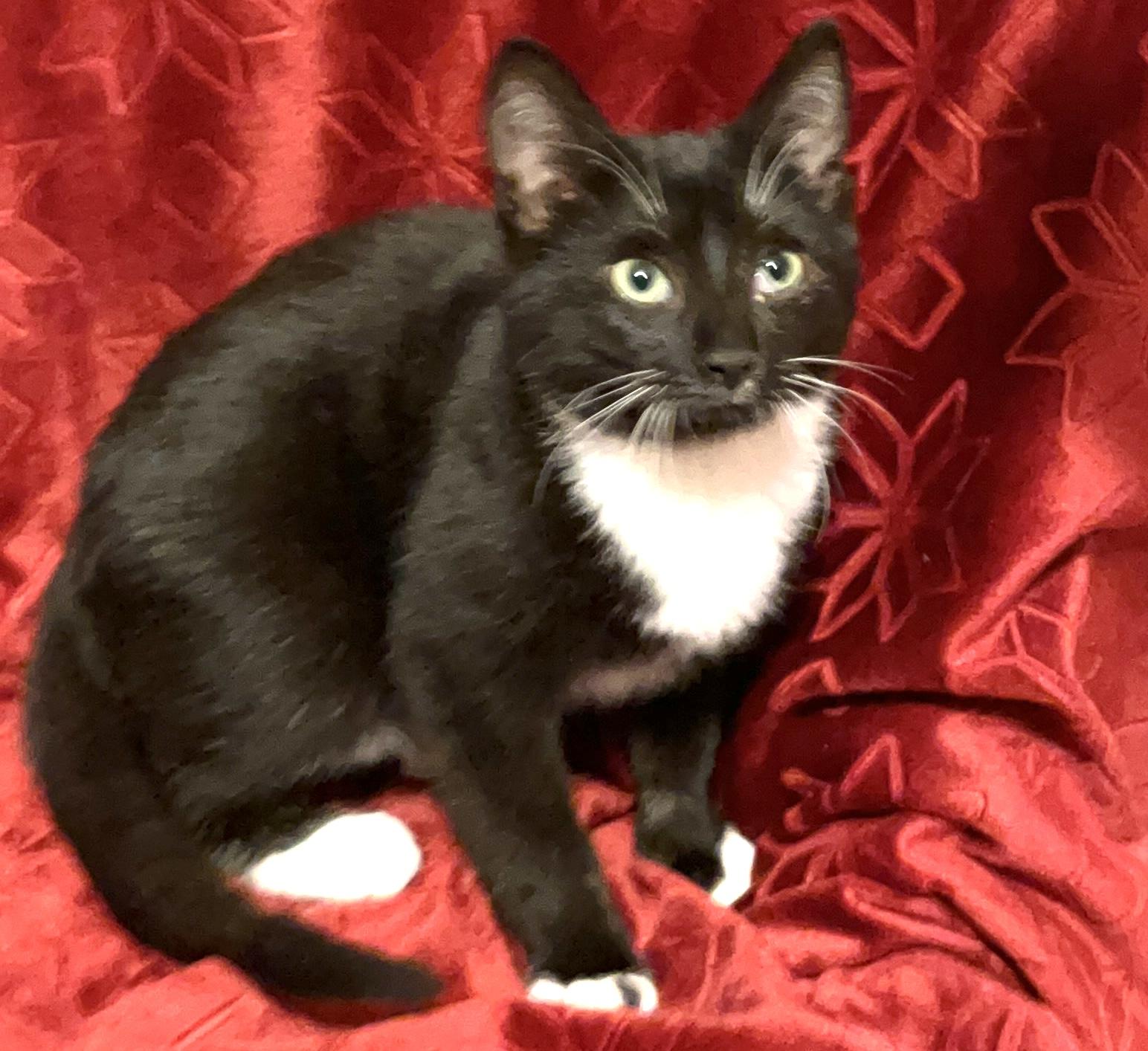 Enlarge Ace, a ADOPTABLE Domestic Short Hair in Columbia, SC image 4/5