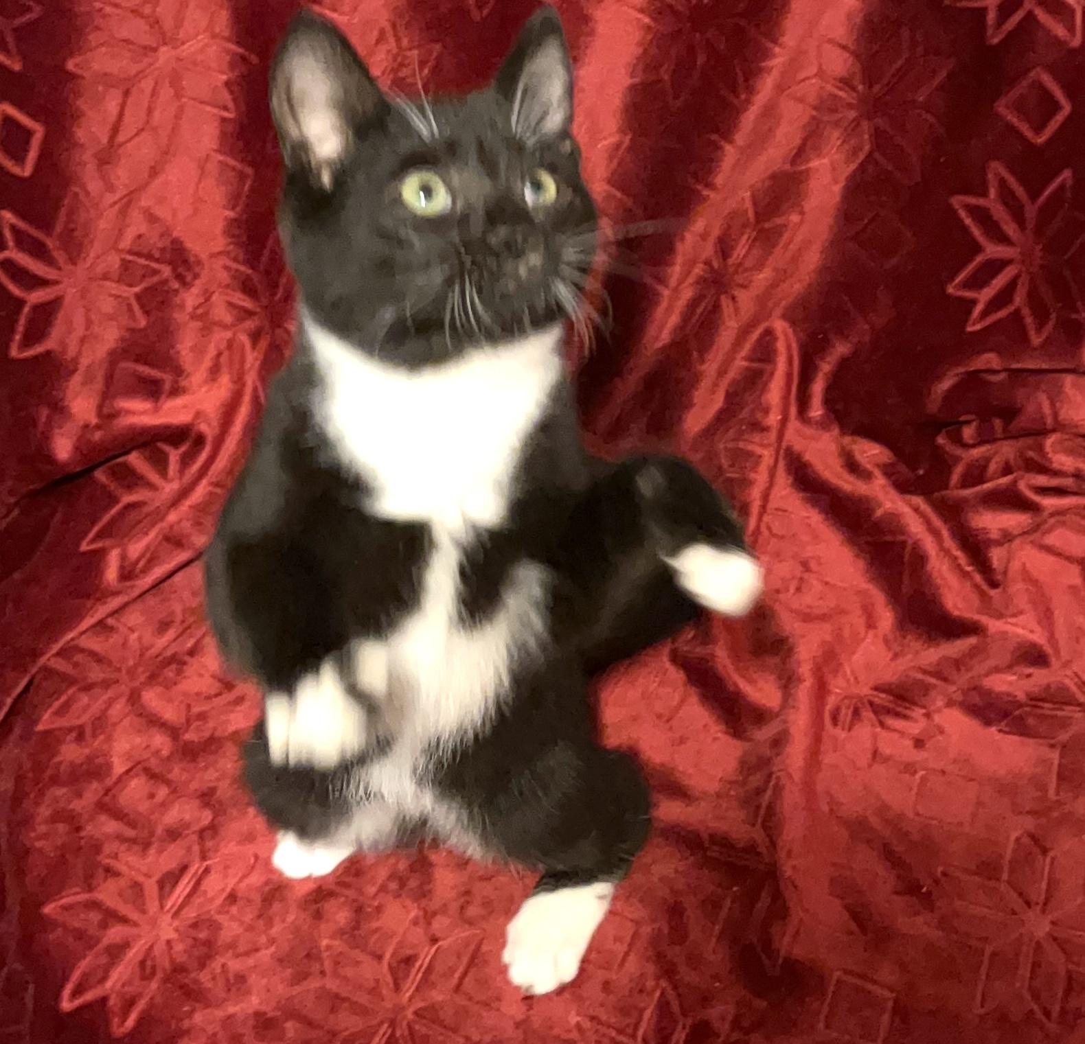 Enlarge Ace, a ADOPTABLE Domestic Short Hair in Columbia, SC image 5/5