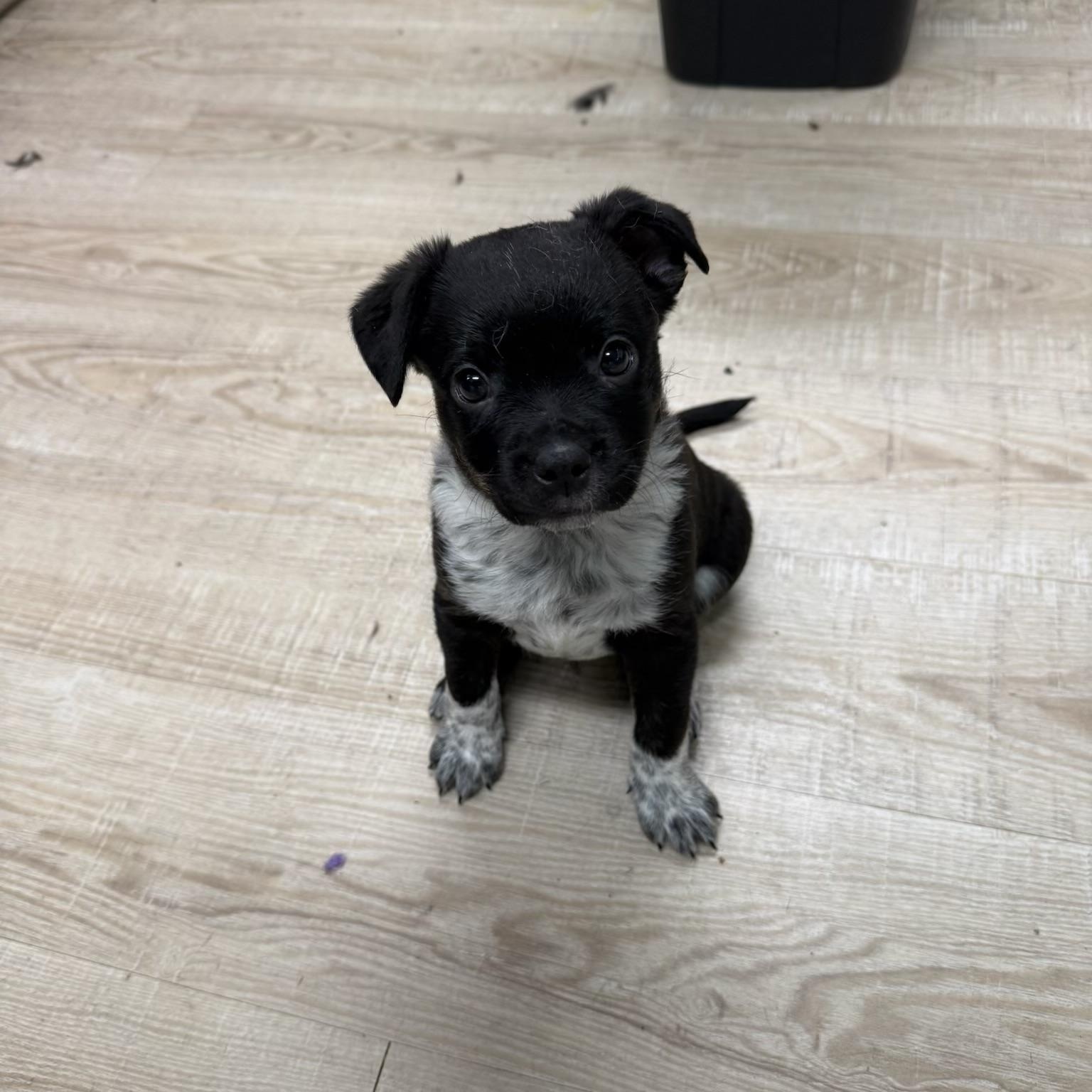 Boston, ADOPTABLE, Puppy Male Boston Terrier.