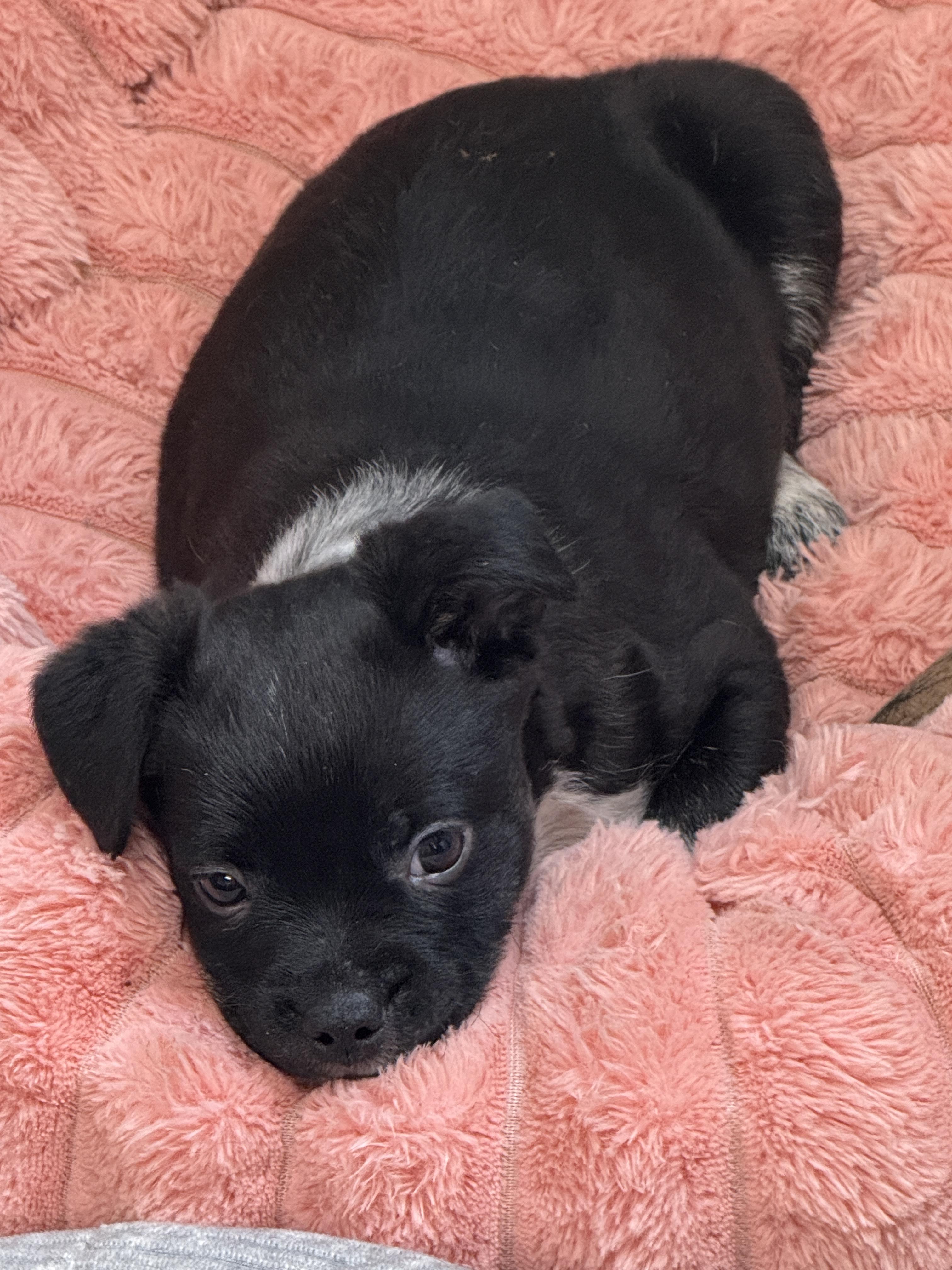 Boston, a ADOPTABLE mixed breed in Baker, LA image 4/4