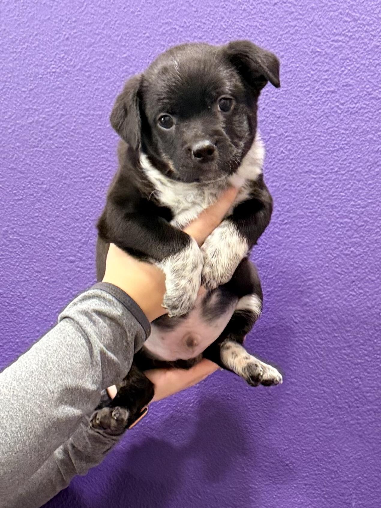 Boston, a ADOPTABLE mixed breed in Baker, LA image 3/4