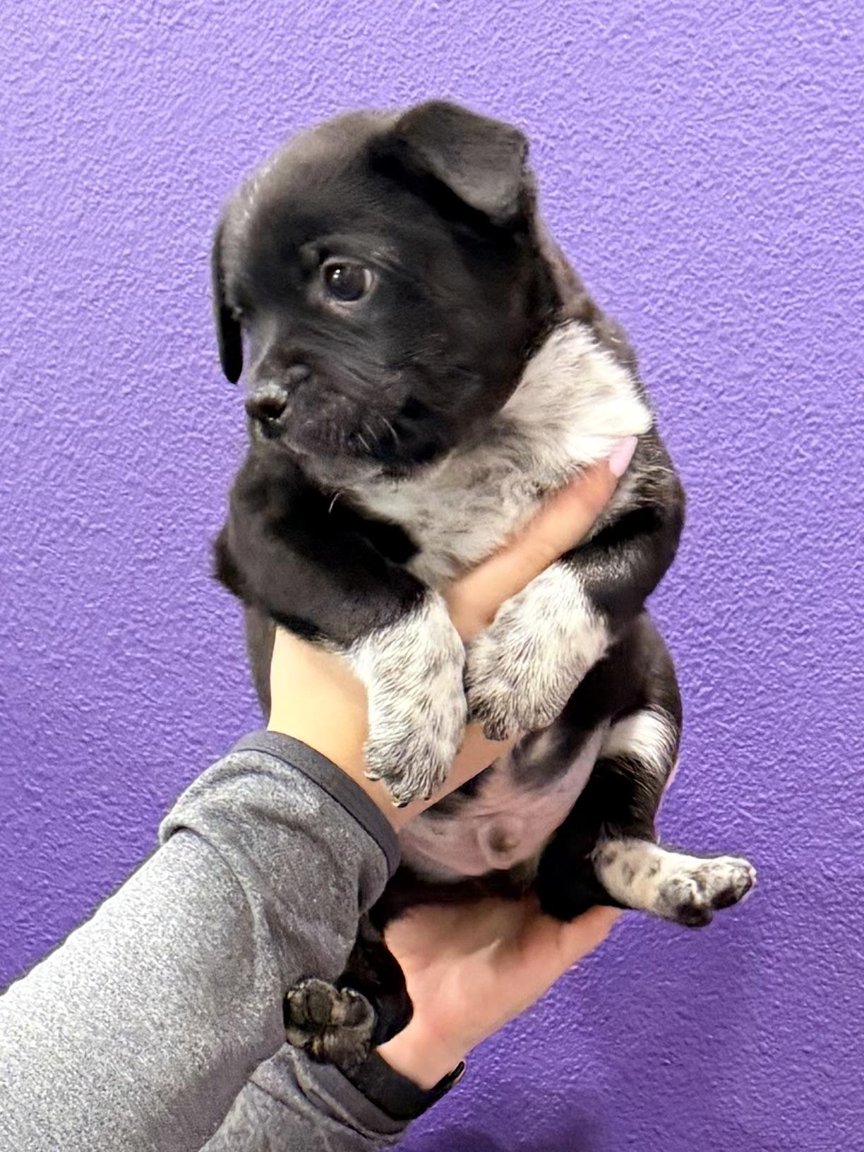 Boston, a ADOPTABLE mixed breed in Baker, LA image 2/4