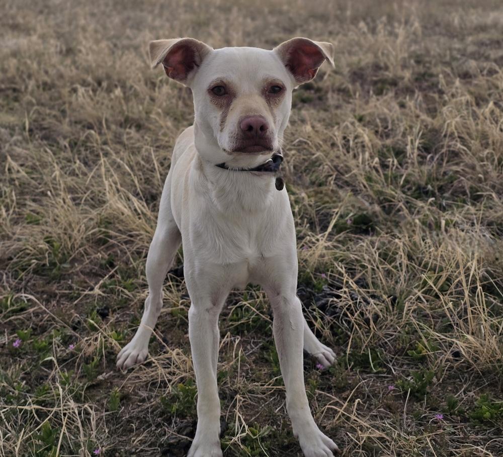 Enlarge Link, a Adoptable mixed breed in Sedalia, CO image 2/6