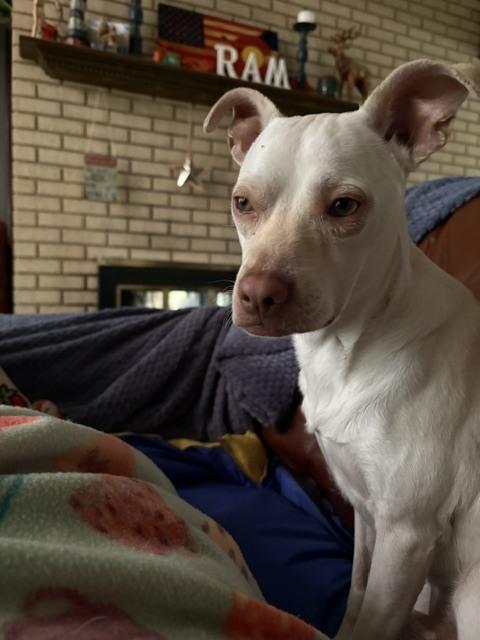 Enlarge Link, a Adoptable mixed breed in Sedalia, CO image 3/6