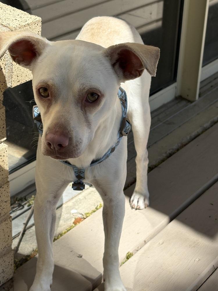 Enlarge Link, a Adoptable mixed breed in Sedalia, CO image 4/6