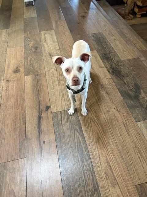 Enlarge Link, a Adoptable mixed breed in Sedalia, CO image 5/6