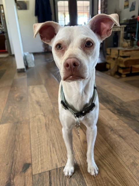 Enlarge Link, a Adoptable mixed breed in Sedalia, CO image 6/6