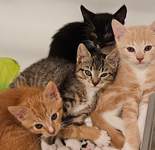 Janis KITTEN, Adopted, Kitten Female Domestic Short Hair.