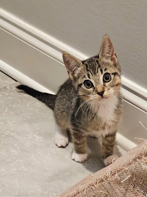 Enlarge Janis KITTEN, a Adopted Domestic Short Hair in Rockaway, NJ image 2/2