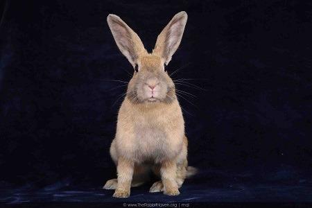 Delphynae Zen & Carina Antonia (bonded pair), Adoptable, Adult Female Bunny Rabbit.
