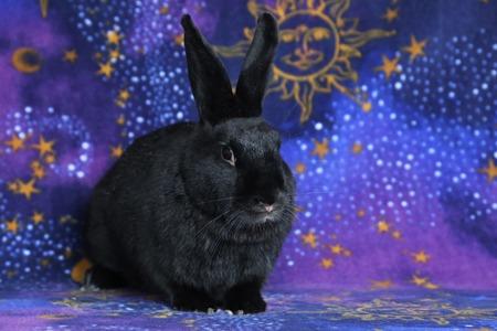 Delphynae Zen & Carina Antonia (bonded pair), Adoptable, Adult Female Bunny Rabbit.