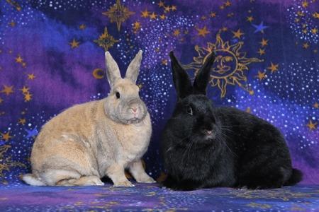 Enlarge Delphynae Zen & Carina Antonia (bonded pair), a Adoptable Bunny Rabbit in Scotts Valley, CA image 2/6