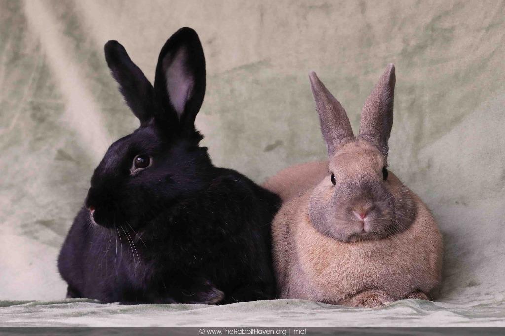 Enlarge Delphynae Zen & Carina Antonia (bonded pair), a Adoptable Bunny Rabbit in Scotts Valley, CA image 3/4