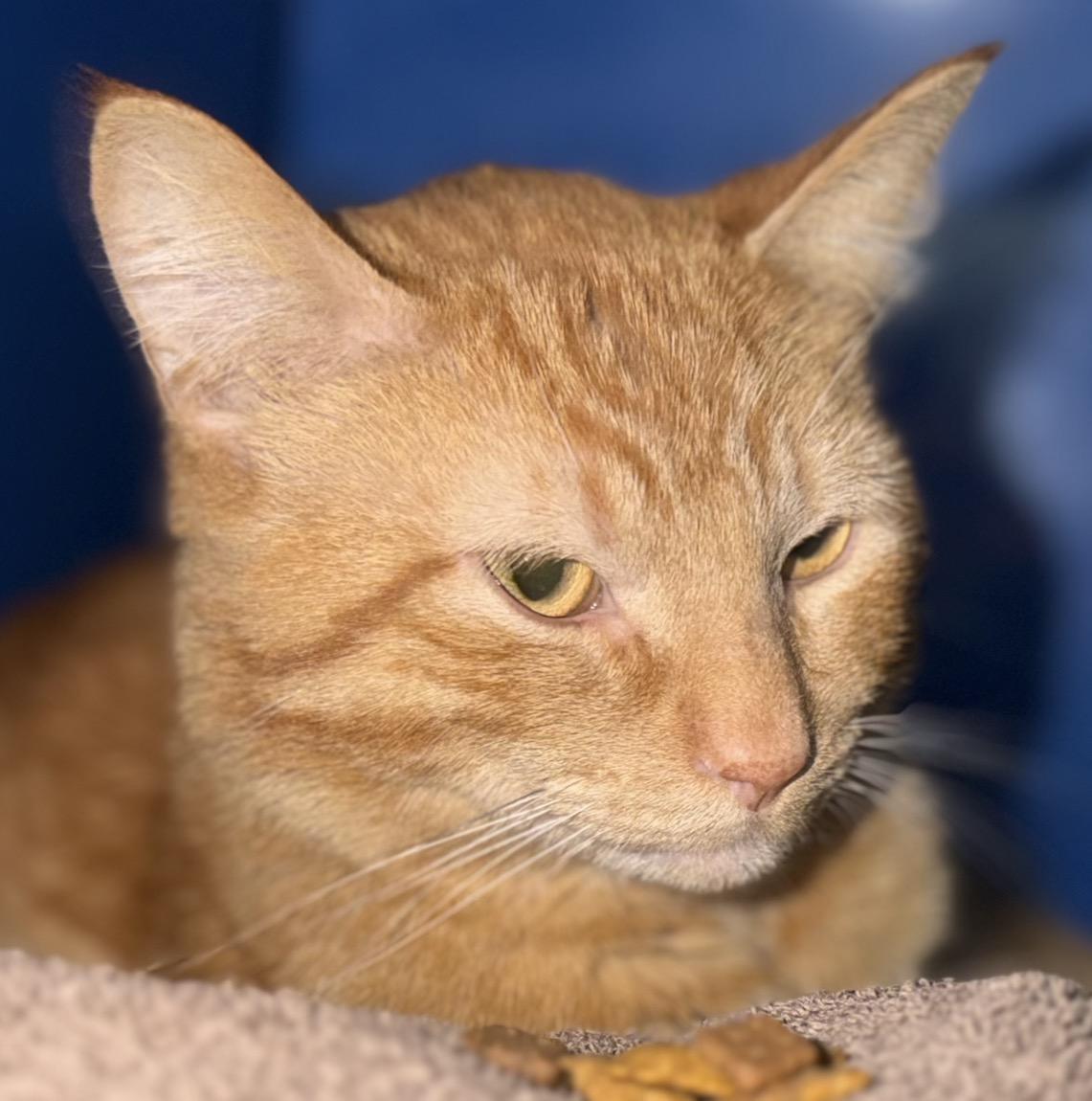 Enlarge Morris, an adopted Domestic Short Hair in Sault Sainte Marie, MI image 4/5