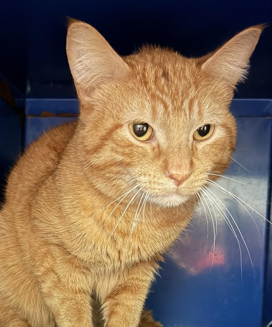 Enlarge Morris, an adopted Domestic Short Hair in Sault Sainte Marie, MI image 2/5