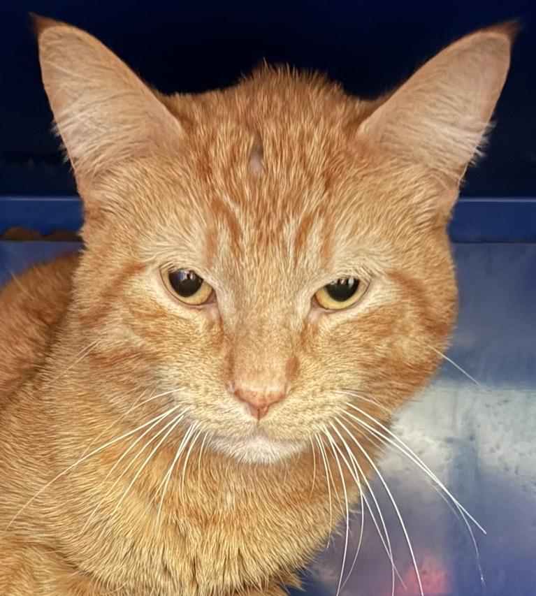 Enlarge Morris, an adopted Domestic Short Hair in Sault Sainte Marie, MI image 5/5