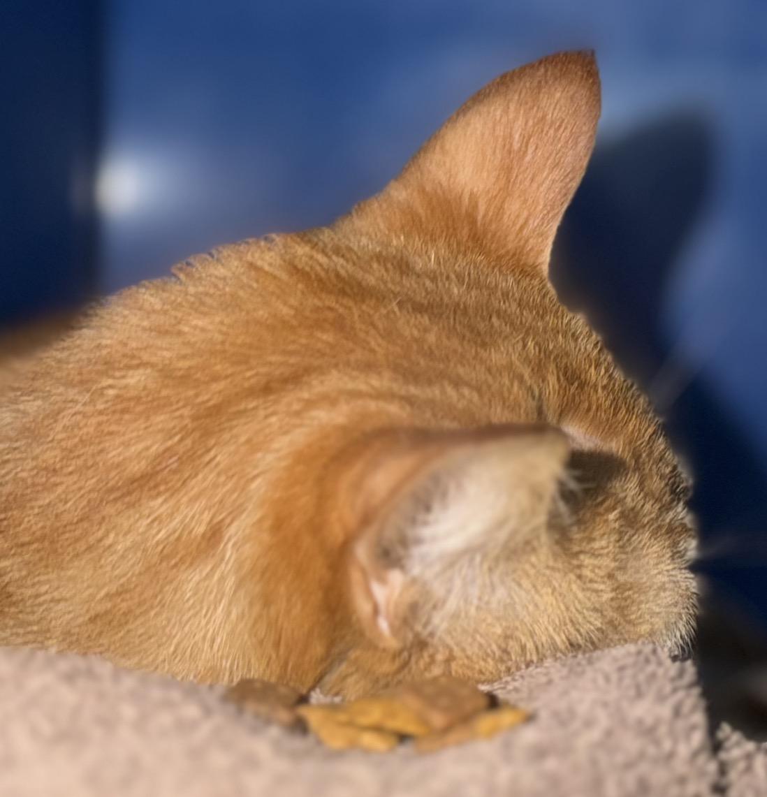 Enlarge Morris, an adopted Domestic Short Hair in Sault Sainte Marie, MI image 3/5