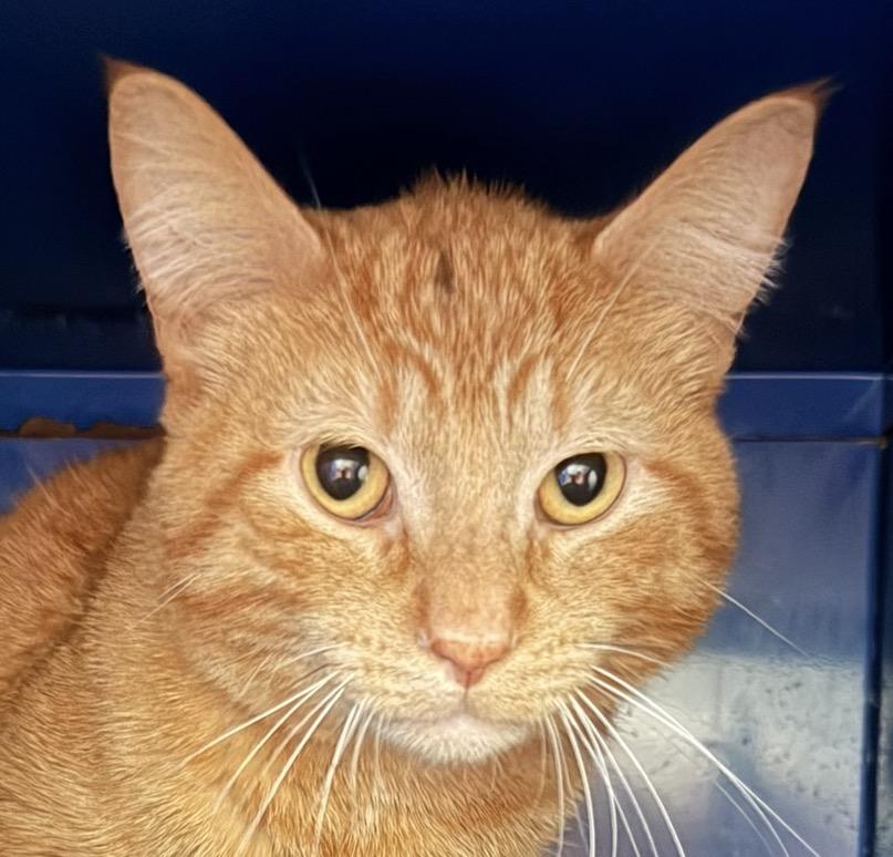 Enlarge Morris, an adopted Domestic Short Hair in Sault Sainte Marie, MI image 1/5