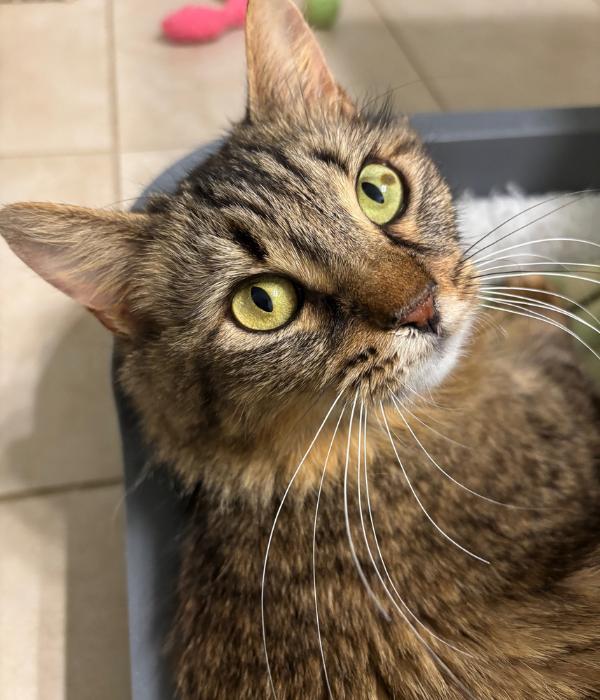 Fluffy, Adoptable, Adult Female Domestic Long Hair.