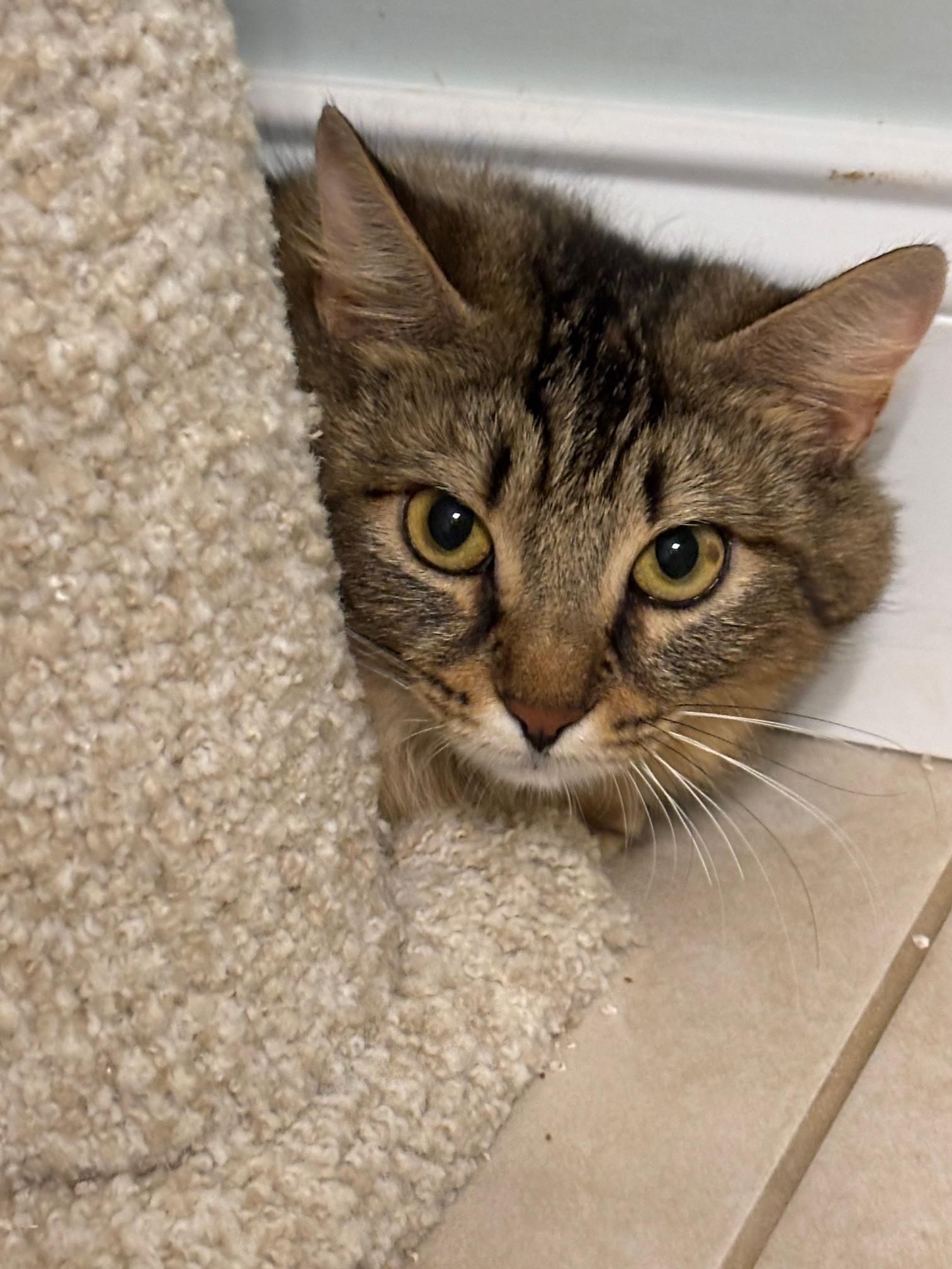 Enlarge Fluffy, a Adoptable Domestic Long Hair in Marietta, GA image 3/6