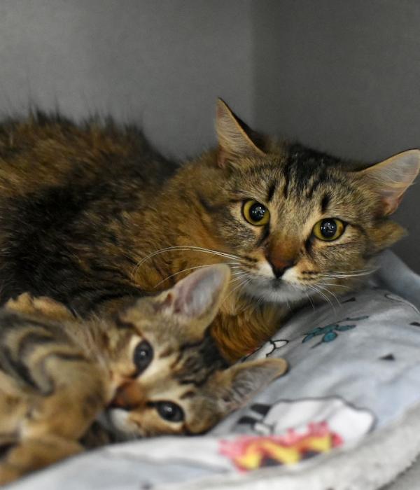Enlarge Fluffy, a Adoptable Domestic Long Hair in Marietta, GA image 4/6