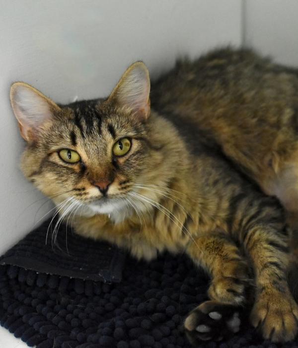 Enlarge Fluffy, a Adoptable Domestic Long Hair in Marietta, GA image 5/6